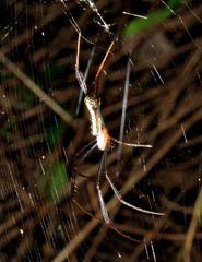 Trichonephila inaurata madagascariensis