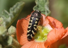 Acmaeodera solitaria