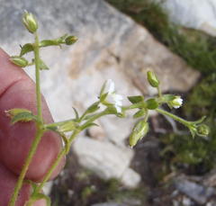 Cerastium capense