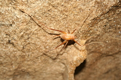 Hadenoecus subterraneus