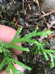 Diphasiastrum complanatum