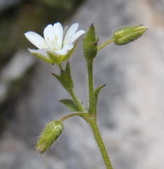 Cerastium capense