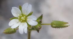 Cerastium capense