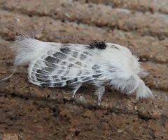Apotolype brevicrista