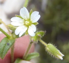 Cerastium capense
