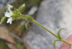 Cerastium capense