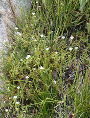 Cerastium capense