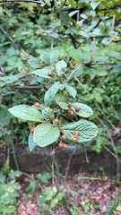 Cotoneaster bullatus