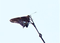 Epargyreus exadeus