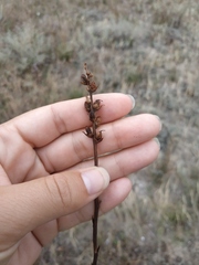 Orobanche cumana