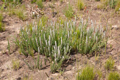 Phylica spicata spicata