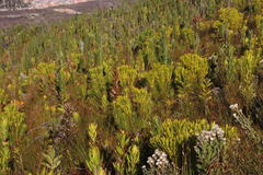 Leucadendron platyspermum