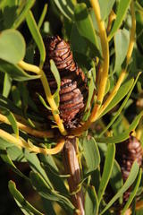 Leucadendron platyspermum