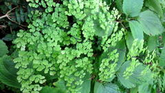 Adiantum aethiopicum