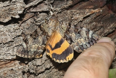 Catocala desdemona