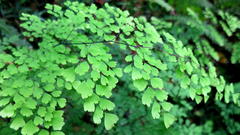 Adiantum aethiopicum