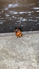 Bolbocerosoma biplagiatum