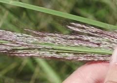 Muhlenbergia emersleyi