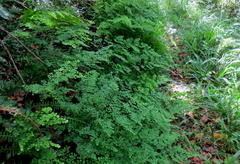 Adiantum aethiopicum