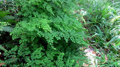 Adiantum aethiopicum