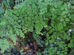 Adiantum aethiopicum