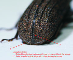 Bostrychoplites cornutus