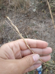 Elymus nodosus