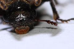 Bostrychoplites cornutus