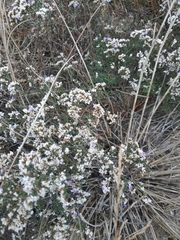 Limonium caspium
