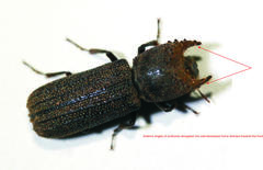 Bostrychoplites cornutus