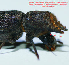 Bostrychoplites cornutus