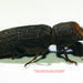 Escarabajos Taladradores de Postes - Photo (c) riana60, algunos derechos reservados (CC BY-NC), uploaded by riana60