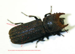 Bostrychoplites cornutus