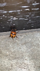 Bolbocerosoma biplagiatum