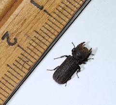 Bostrychoplites cornutus