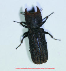 Bostrychoplites cornutus