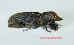 Bostrychoplites cornutus