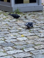Columba livia domestica