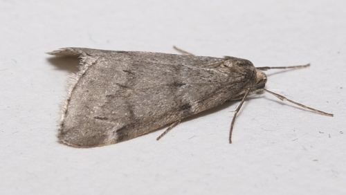 Fall Cankerworm Moth
