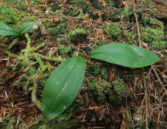 Clintonia uniflora