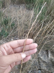 Elymus nodosus