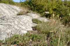 Melica transsilvanica