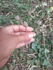 Crepis foetida