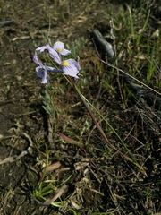 Moraea ogamana