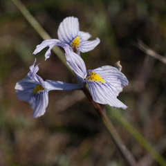 Moraea ogamana