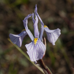 Moraea ogamana