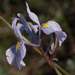 Moraea ogamana