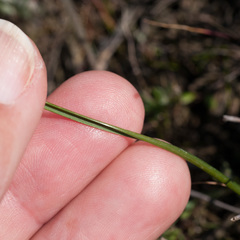 Moraea ogamana
