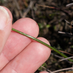 Moraea ogamana