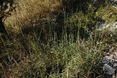 Cleistogenes serotina